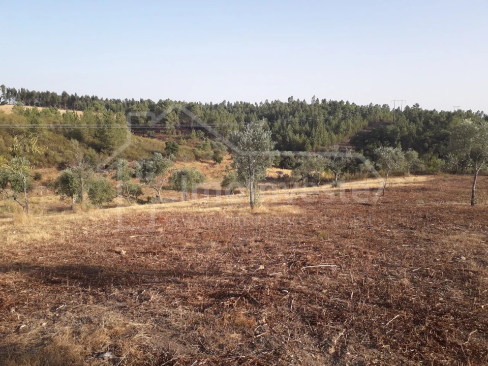 Terreno Agricola ou Rústico para Venda em Benquerenças Foto 10