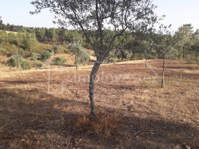 Terreno Agricola ou Rústico para Venda em Benquerenças Foto 9