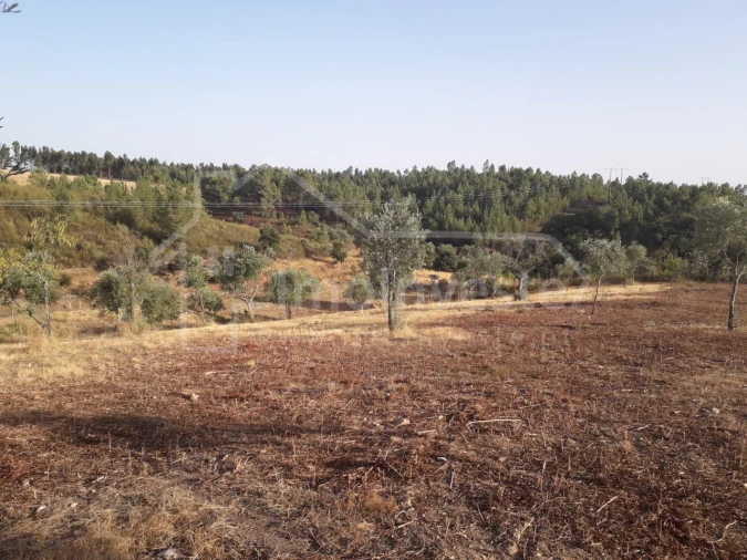 Terreno Agricola ou Rústico para Venda em Benquerenças Foto 11