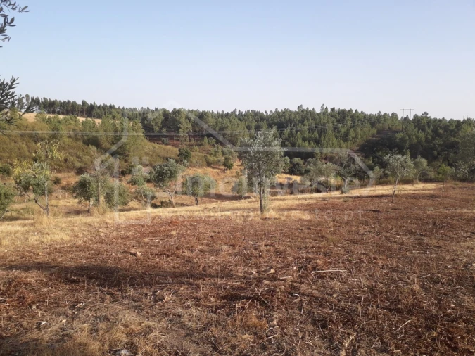 Terreno Agricola ou Rústico para Venda em Benquerenças Foto 12