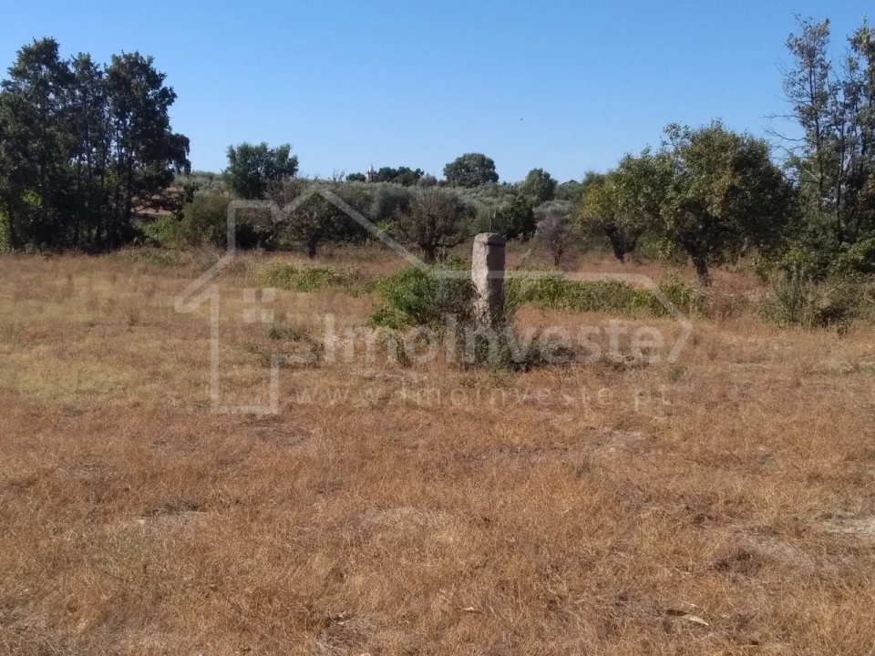 Terreno Agricola ou Rústico para Venda em Lardosa Foto 5