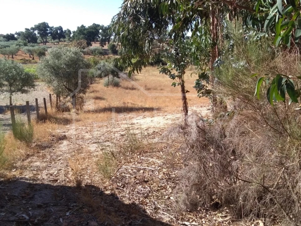 Terreno Agricola ou Rústico para Venda em Lardosa Foto 6