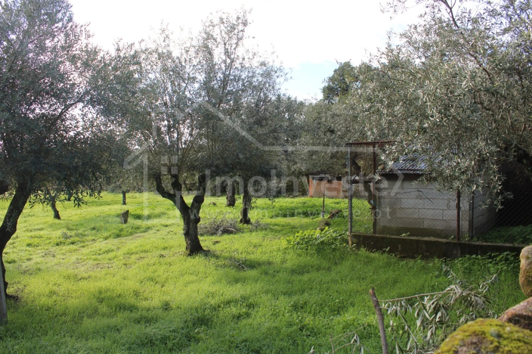 Terreno Agricola ou Rústico para Venda em Alcains Foto 11