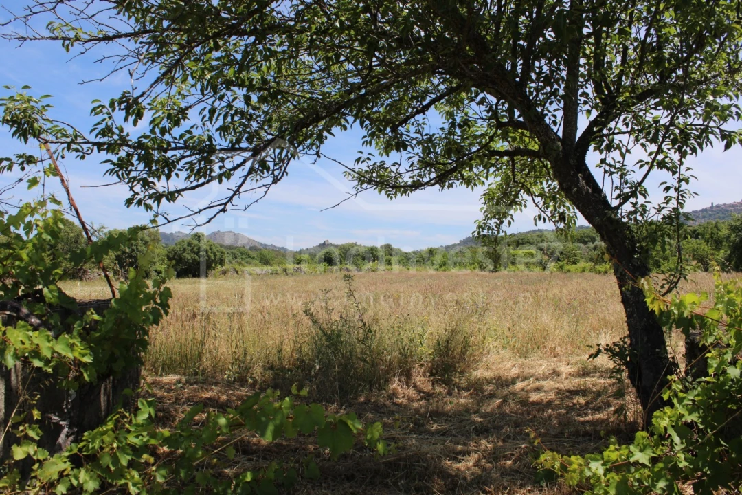 Terreno Agricola ou Rústico para Venda em Monsanto e Idanha-A-Velha Foto 5