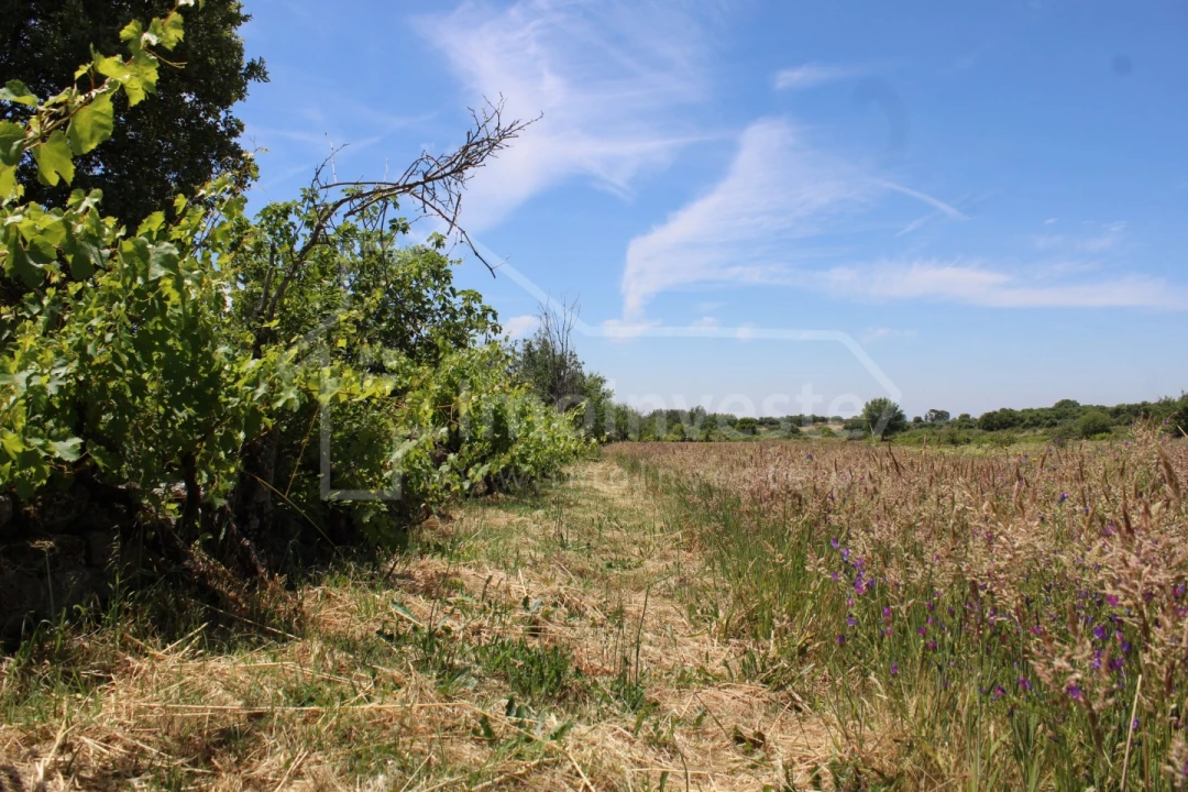 Terreno Agricola ou Rústico para Venda em Monsanto e Idanha-A-Velha Foto 7