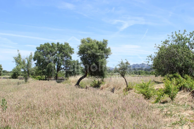 Terreno Agricola ou Rústico para Venda em Monsanto e Idanha-A-Velha Foto 2