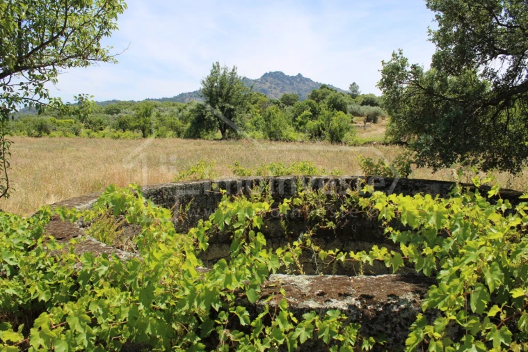 Terreno Agricola ou Rústico para Venda em Monsanto e Idanha-A-Velha