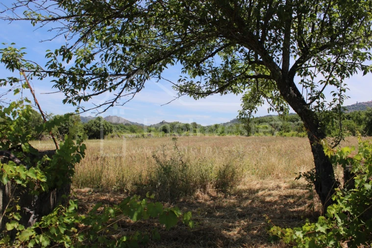 Terreno Agricola ou Rústico para Venda em Monsanto e Idanha-A-Velha Foto 5