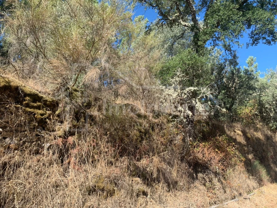 Terreno Agricola ou Rústico para Venda em São Vicente da Beira Foto 3