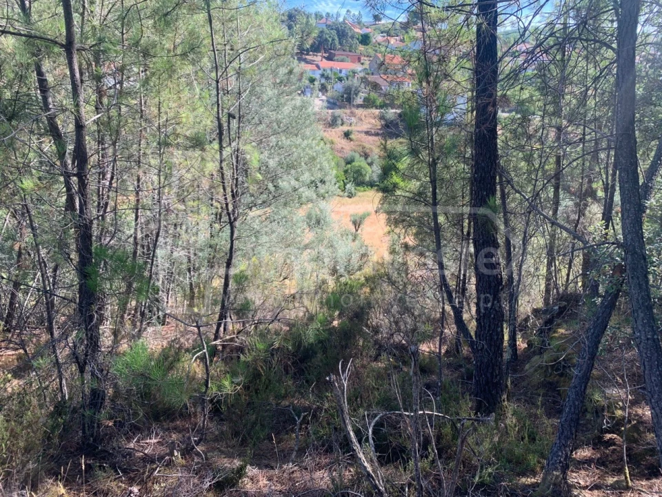 Terreno Agricola ou Rústico para Venda em São Vicente da Beira Foto 4
