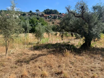 Terreno Agricola ou Rústico para Venda em São Vicente da Beira