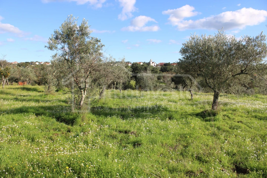 Terreno Agricola ou Rústico para Venda em Ninho do Açor e Sobral do Campo Foto 3