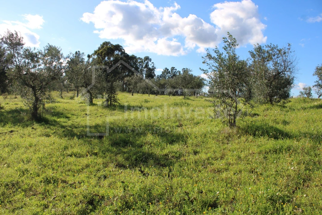 Terreno Agricola ou Rústico para Venda em Ninho do Açor e Sobral do Campo Foto 5