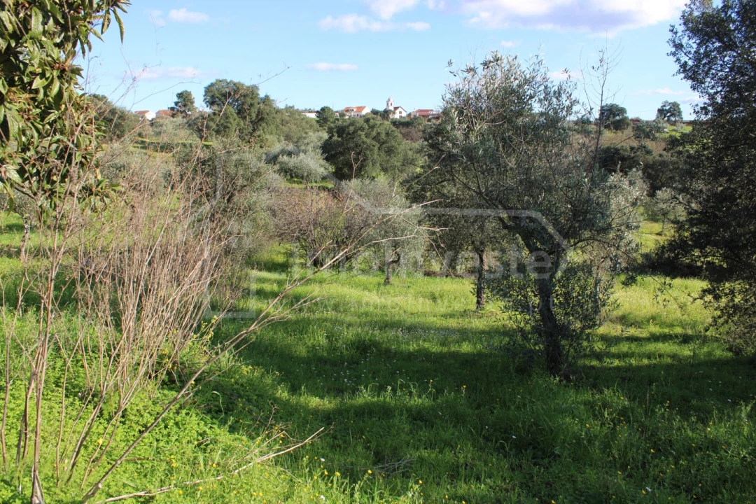Terreno Agricola ou Rústico para Venda em Ninho do Açor e Sobral do Campo Foto 6