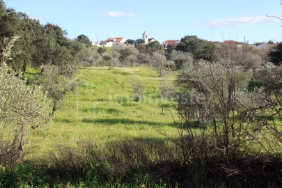Terreno Agricola ou Rústico para Venda em Ninho do Açor e Sobral do Campo