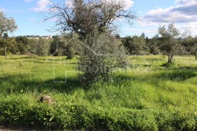 Terreno Agricola ou Rústico para Venda em Ninho do Açor e Sobral do Campo