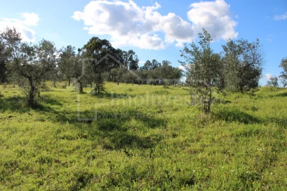 Terreno Agricola ou Rústico para Venda em Ninho do Açor e Sobral do Campo
