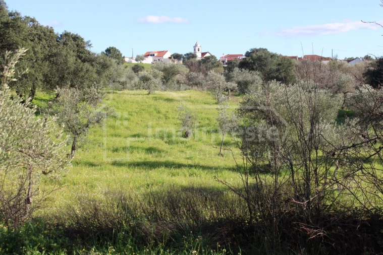Terreno Agricola ou Rústico para Venda em Ninho do Açor e Sobral do Campo