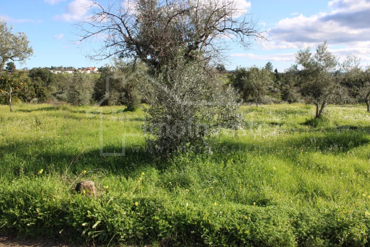 Terreno Agricola ou Rústico para Venda em Ninho do Açor e Sobral do Campo Foto 2