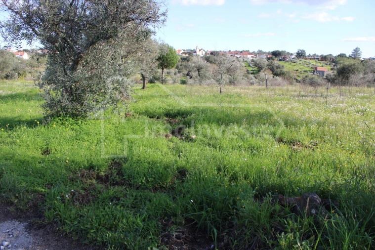 Terreno Agricola ou Rústico para Venda em Ninho do Açor e Sobral do Campo Foto 4