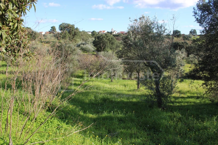 Terreno Agricola ou Rústico para Venda em Ninho do Açor e Sobral do Campo Foto 6