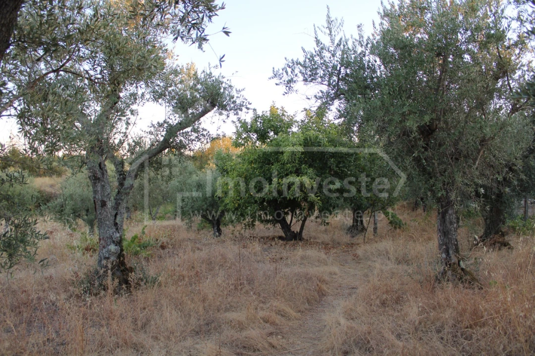 Terreno Agricola ou Rústico para Venda em Póvoa de Rio de Moinhos e Cafede Foto 3