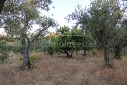 Terreno Agricola ou Rústico para Venda em Póvoa de Rio de Moinhos e Cafede