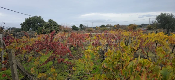 Terreno Agricola ou Rústico para Venda em Alcains