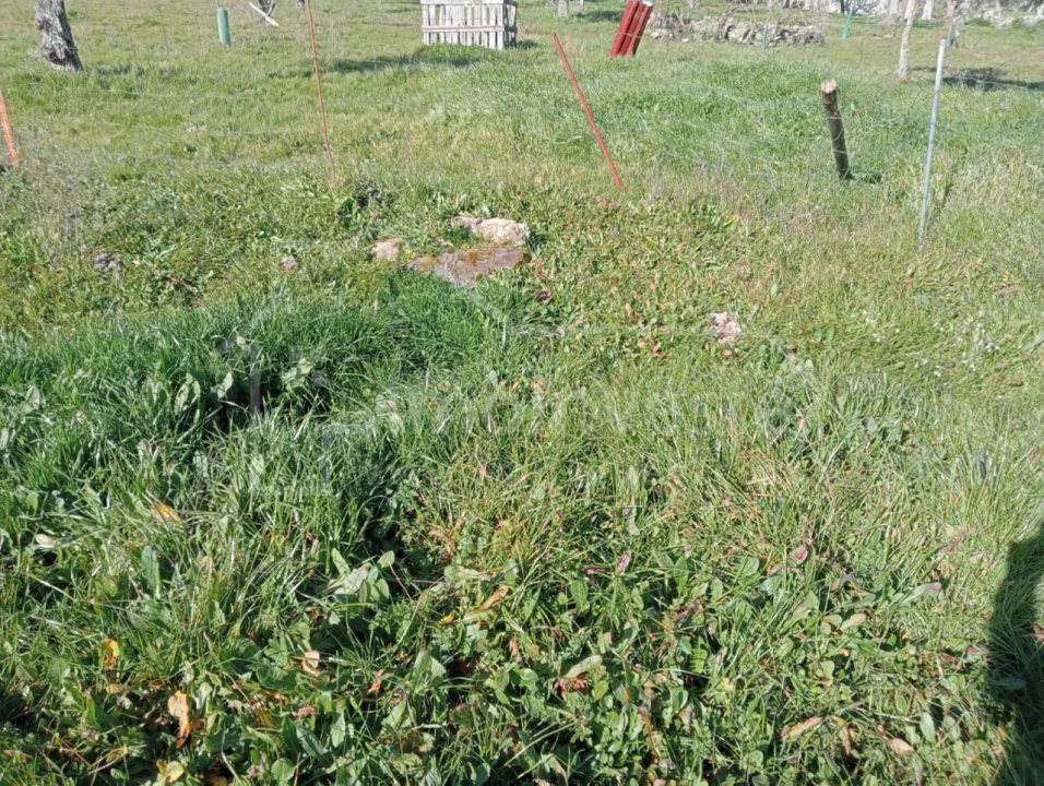 Terreno Agricola ou Rústico para Venda em Ninho do Açor e Sobral do Campo Foto 2