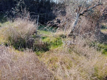 Terreno Agricola ou Rústico para Venda em Ninho do Açor e Sobral do Campo