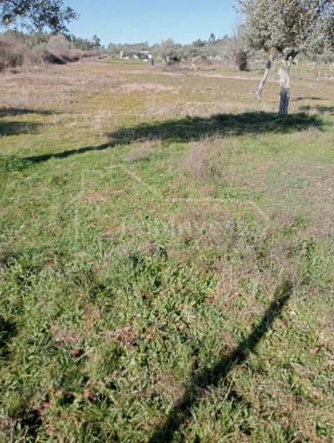 Terreno Agricola ou Rústico para Venda em Ninho do Açor e Sobral do Campo