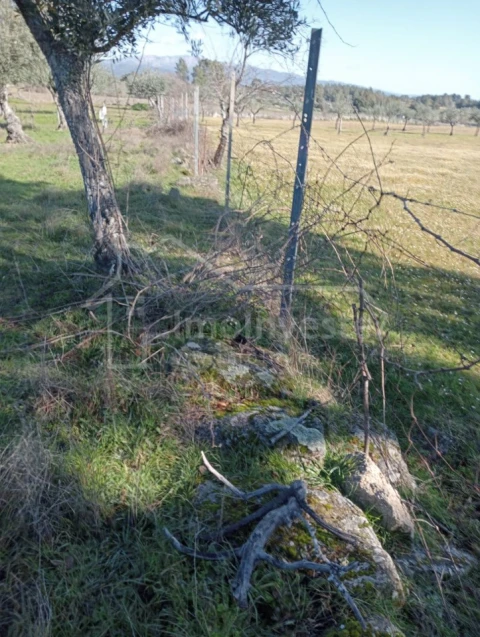Terreno Agricola ou Rústico para Venda em Ninho do Açor e Sobral do Campo