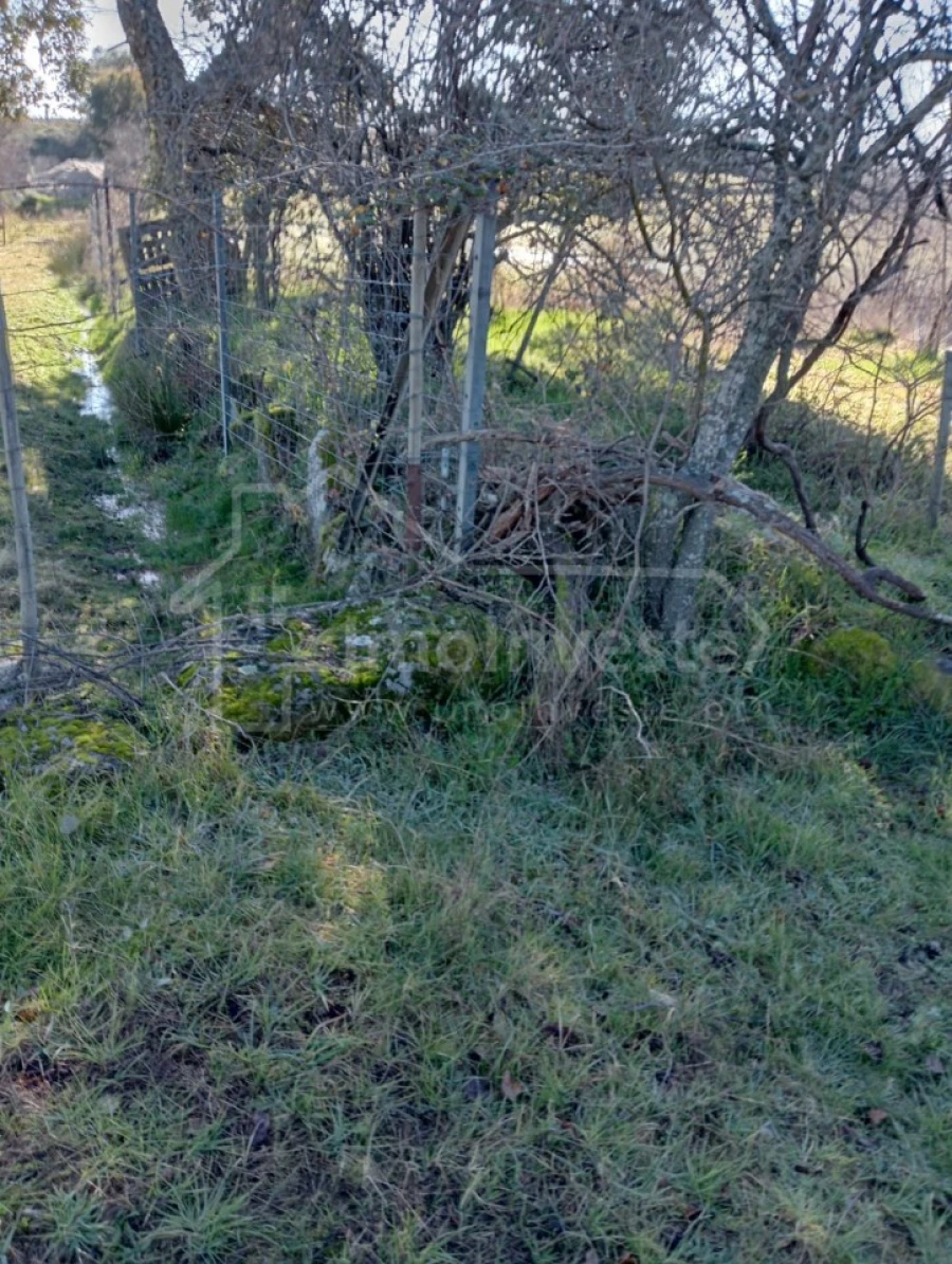 Terreno Agricola ou Rústico para Venda em Ninho do Açor e Sobral do Campo Foto 9