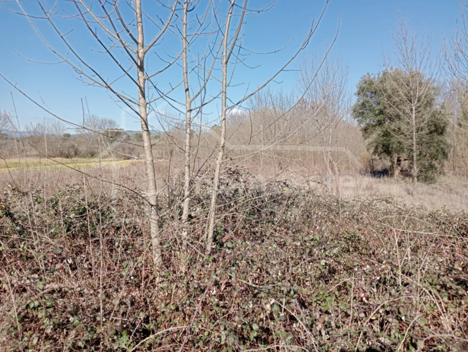 Terreno Agricola ou Rústico para Venda em Ninho do Açor e Sobral do Campo Foto 4