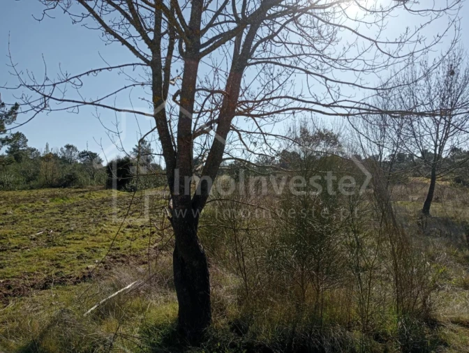 Terreno Agricola ou Rústico para Venda em Ninho do Açor e Sobral do Campo Foto 1