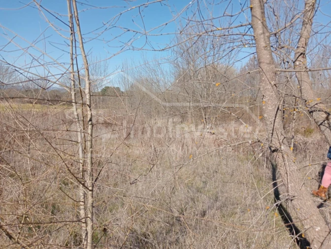 Terreno Agricola ou Rústico para Venda em Ninho do Açor e Sobral do Campo Foto 2