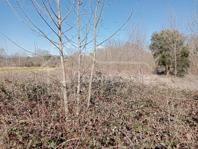 Terreno Agricola ou Rústico para Venda em Ninho do Açor e Sobral do Campo Foto 4