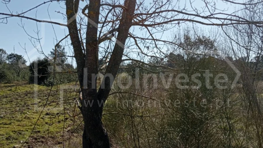 Terreno Agricola ou Rústico para Venda em Ninho do Açor e Sobral do Campo