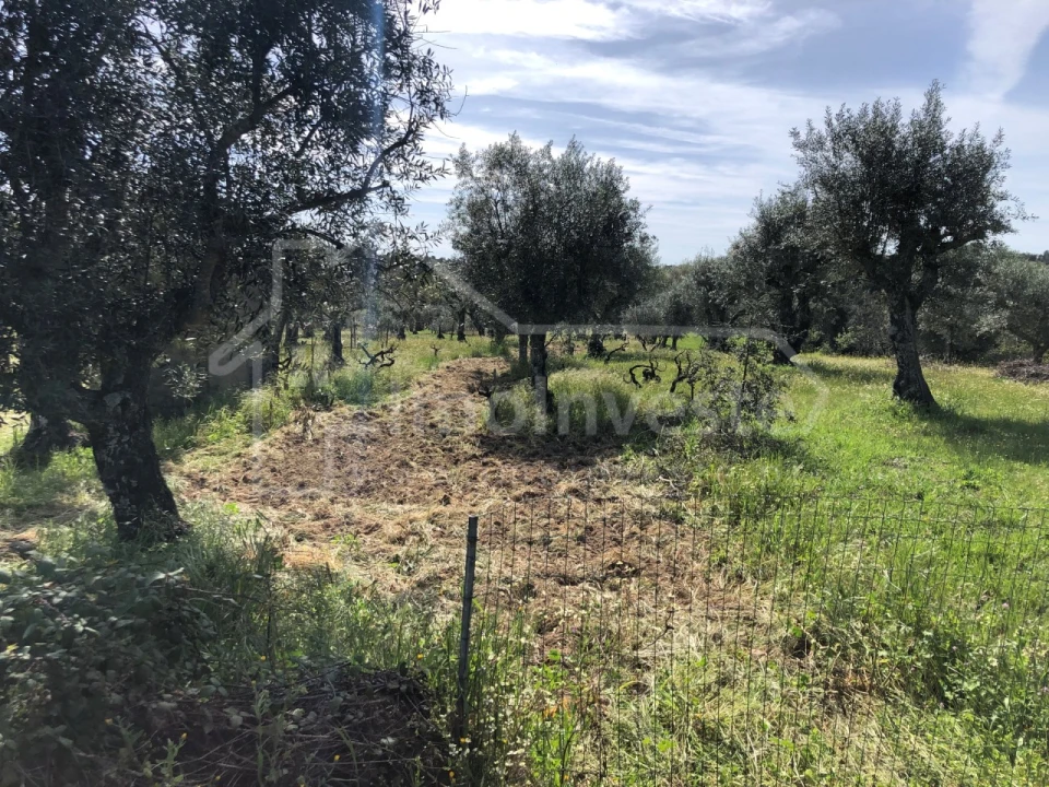 Terreno Agricola ou Rústico para Venda em Tinalhas Foto 1