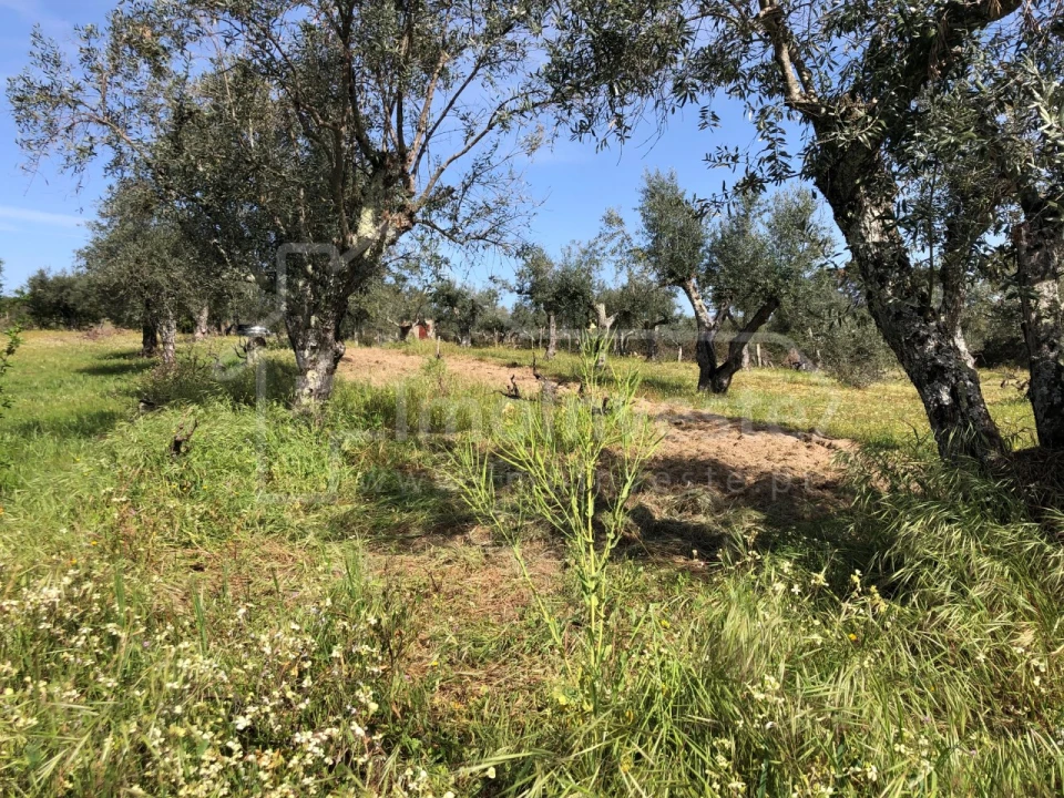 Terreno Agricola ou Rústico para Venda em Tinalhas Foto 2