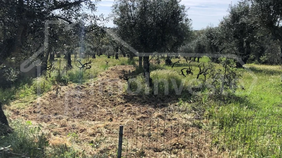 Terreno Agricola ou Rústico para Venda em Tinalhas