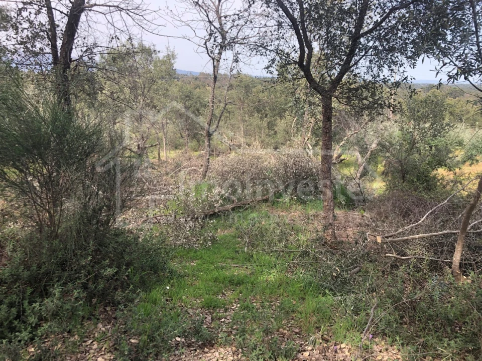 Terreno Agricola ou Rústico para Venda em Tinalhas Foto 4