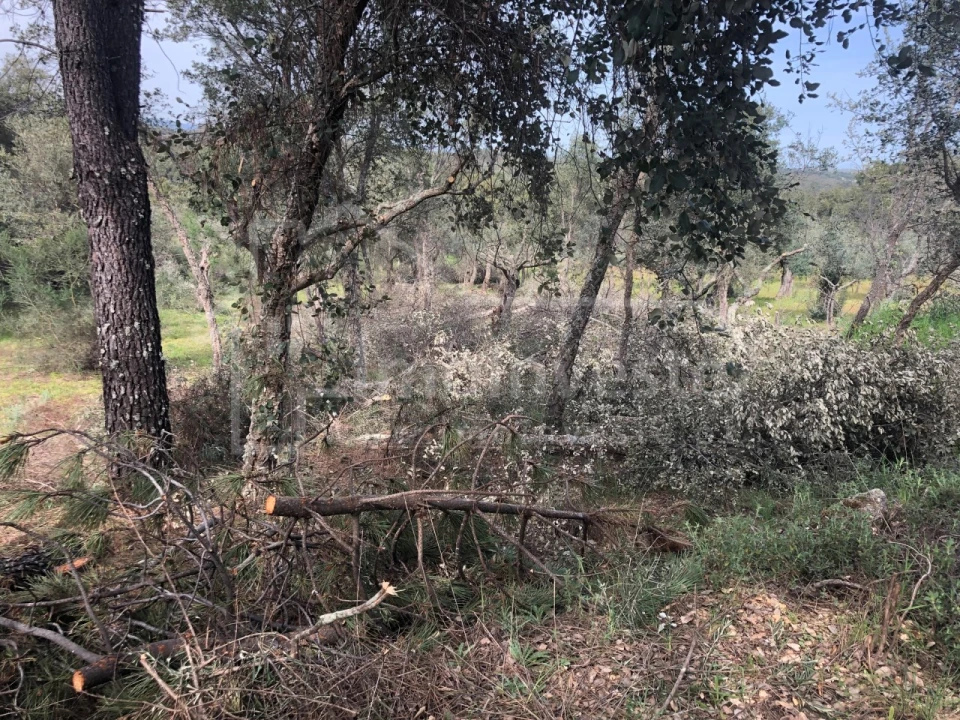 Terreno Agricola ou Rústico para Venda em Tinalhas Foto 5