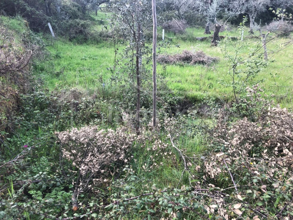 Terreno Agricola ou Rústico para Venda em Tinalhas Foto 10