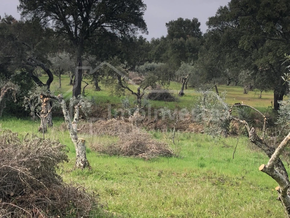 Terreno Agricola ou Rústico para Venda em Tinalhas Foto 3