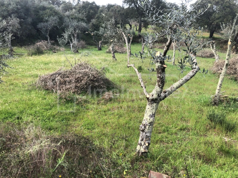 Terreno Agricola ou Rústico para Venda em Tinalhas Foto 2