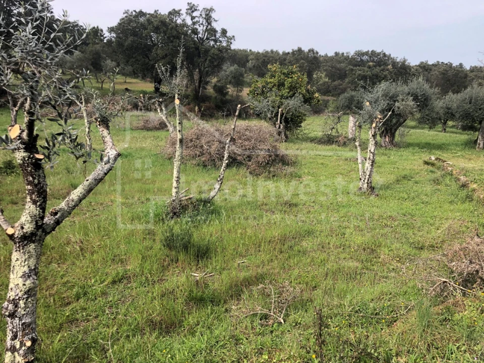 Terreno Agricola ou Rústico para Venda em Tinalhas Foto 1