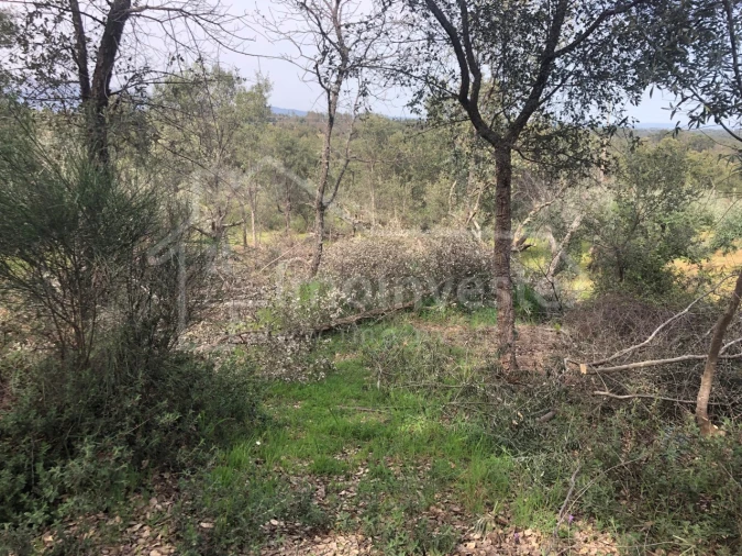 Terreno Agricola ou Rústico para Venda em Tinalhas Foto 4