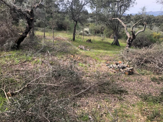 Terreno Agricola ou Rústico para Venda em Tinalhas Foto 6