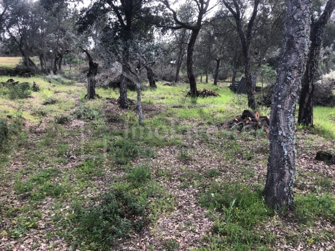 Terreno Agricola ou Rústico para Venda em Tinalhas Foto 7